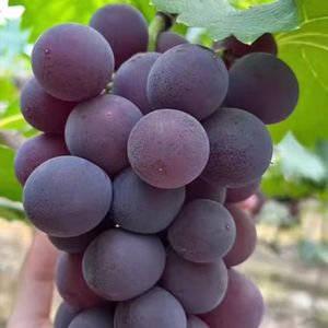 Uva fresca australiana, gran oferta, grado de alta calidad, fruta fresca al por mayor, uva fresca - Product Image 3