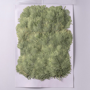 <span class=keywords><strong>Metasequoia</strong></span> fleur séchée en relief fleur pressée vraie feuille spécimen de plante vraie feuille vraie fleur matériel de bricolage - Product Image 3