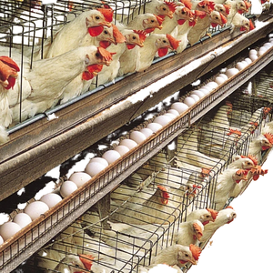 Cage à poulets de chair de type H, cage à poules pondeuses, cage à <span class=keywords><strong>poussins</strong></span>, cages à coqs, Gallinero, Jaula Para Gallos - Product Image 1