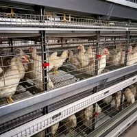 Équipement d'élevage de poulets de chair automatique moderne, cage à poulets de chair de type H
