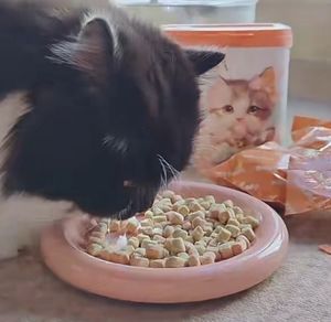 Comida Cruda Liofilizada para Gatitos con Pollo, Mezcla de Alimentos Crudos para Gatos, Aditivo Liofilizado para Comida de Gatos - Product Image 4