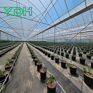 UV Resistant 6 Mil Thickness Blow Molding Plastic <strong>Greenhouse</strong> <strong>Cover</strong> <strong>Replacement</strong> Sheet for <strong>Greenhouses</strong> - Product Image 5