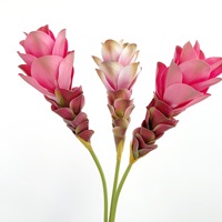 BH260824 Tropische Kunstmatige Gemberlelie Kunstmatige Kurkuma Bloem Enkelstengel voor Huisdecoratie Bruiloft Hotel Lobby Bloemendecoratie
