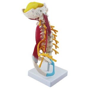 Modelo de columna <span class=keywords><strong>Cervical</strong></span> avanzada humana Modelo de vértebra <span class=keywords><strong>Cervical</strong></span> Uso de enseñanza de esqueleto humano en la Universidad Médica y el hospital - Product Image 2