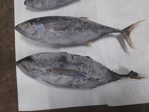 Atún al por mayor de buena calidad fresco congelado Skip Jack Fish Skipjack a la venta - Product Image 2