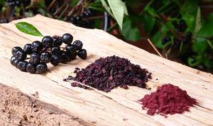 Extrait de fruit séché de sureau sauvage (<span class=keywords><strong>Aronia</strong></span>) en poudre, testé UV, emballé sous vide en fût, complément alimentaire de sureau <span class=keywords><strong>noir</strong></span> extraits - Product Image 4