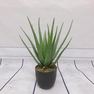 Bonsái de <span class=keywords><strong>Agave</strong></span> de Aloe Vera Tropical Artificial más vendido, hoja de hierba de simulación realista de plástico verde <span class=keywords><strong>pequeño</strong></span> para decoración del hogar - Product Image 6