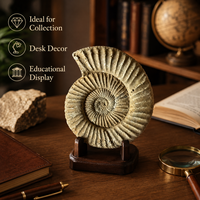 Fossile d'ammonite naturel brut non poli, coquille spirale côtelée, spécimen minéral décoratif