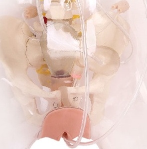 Modèle de formation médicale avancé DARHMMY pour le curetage transparent, destiné à la formation en obstétrique et gynécologie - Product Image 2