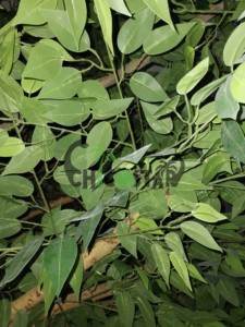 Bán Buôn Trang Chủ Trang Trí Nhân Tạo Cây Gỗ/Lớn Articicial Trong Nhà <span class=keywords><strong>Ficus</strong></span> Cây Màu Xanh Lá Cây Nhân Tạo Cây Đa - Product Image 6