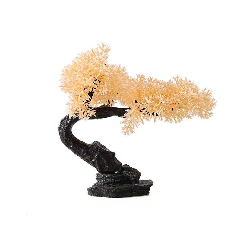 Single Cliff Cypress Pine Champagne