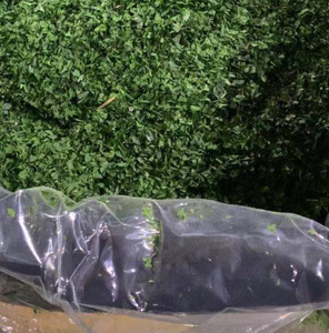 Qing Hai Tai 1kg Flocons de varech vert séché Parae Aonori, Aliment marin sain - Product Image 4