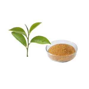 Extrato de chá verde em pó chá polifenol 98% EGCG