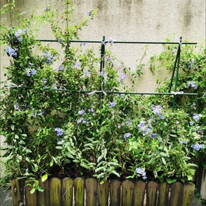 Varillas de Soporte para Plantas de Plástico Verde - Pergola Trepadora <span class=keywords><strong>con</strong></span> Diseño de Tubo de Acero para Flores, Uvas, Tomates y Pepinos - Product Image 3