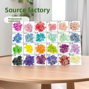 Flores Secas Naturales Mini, Empacadas al Vacío, Prensadas, para Arte <span class=keywords><strong>de</strong></span> Uñas, Precio <span class=keywords><strong>de</strong></span> Fábrica, Venta al Por Mayor - Product Image 1