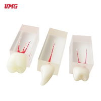 Modèle de dent de traitement endodontique de racine dentaire pour l'enseignement, l'étude et la pratique