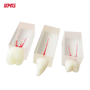 Tandheelkundige Wortel Endodontische Behandeling Tandmodel Voor Het Onderwijzen Van De Praktijk - Product Image 4