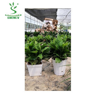 Pots à absorption d'eau automatique créatifs - Product Image 4