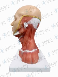 Model Anatomi Spesimen Pembuluh Darah dan Saraf Leher Kepala Deren DR Anatomi Manusia Silikon Lunak Buatan China - Product Image 5