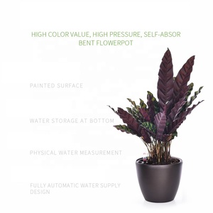 Mini <span class=keywords><strong>macetas</strong></span> de agua de pintura redonda de varios tamaños, <span class=keywords><strong>macetas</strong></span> de flores autoabsorbentes - Product Image 5