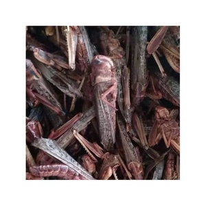Fornitore della cina a buon mercato prezzo secca <span class=keywords><strong>cavalletta</strong></span> - Product Image 3