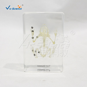 Spécimen de squelette de grenouille, squelette complet réaliste, modèle pédagogique et anatomique, pour l'enseignement primaire et secondaire - Product Image 4