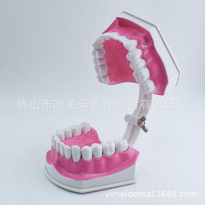 Orthodontic Dental Model Semi-Ceramic Semi-Metal <b>Brackets</b> <b>Plastic</b> Implant Prosthesis for Doctor-Patient Communication Teaching - Product Image 5