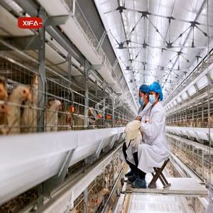 Fournisseur chinois de cages automatiques de type H pour 3000 oiseaux, équipement d'élevage avicole, système de batterie pour poules pondeuses - Product Image 4