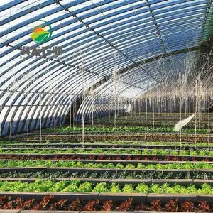 -De la película de efecto invernadero para el invierno Solar plantación de tomate