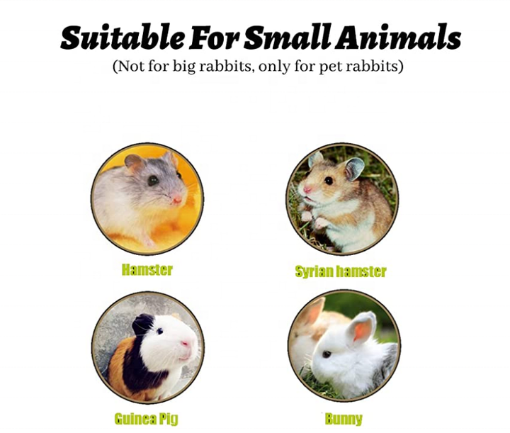 Syrian Hamsters Should I Get A Hamster Or A Guinea Pig Small Types
