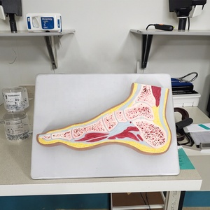 Modèle anatomique transversal de l'articulation du <span class=keywords><strong>pied</strong></span> - Modèle anatomique du torse - Product Image 4