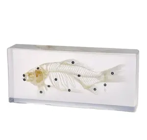 Zoological मछली कंकाल मॉडल