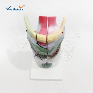 Modello di Amplificazione Laringea, Modello Anatomico del Corpo Umano per Insegnamento Medico e Dimostrazione Clinica - Product Image 4