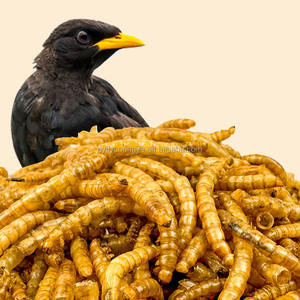 פינוק לחיות מחמד תולעי לחם יבשים בטוח וטעים כלבים וחתולים הסיטונאי - Product Image 5