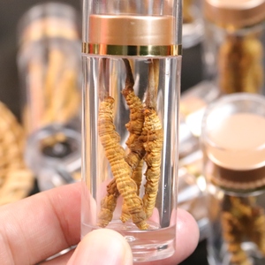 Natural Naqu <span class=keywords><strong>Cordyceps</strong></span> Tibet <span class=keywords><strong>Cordyceps</strong></span> Militaris Comida Orgânica Real Cogumelo <span class=keywords><strong>Cordyceps</strong></span> - Product Image 4