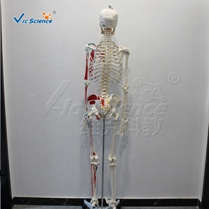 Modelo de Esqueleto Humano de 170 cm con Marcas de Origen e Inserción Muscular, Modelo de Anatomía Ósea de Cuerpo Completo para Enseñanza Médica - Product Image 3