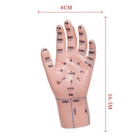 Modelo de Mano de 15 cm para Acupuntura, Masaje, Zona de Reflexología, Aprendizaje de Medicina China, Enseñanza