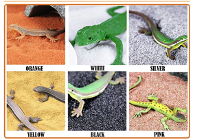 Lézard lion barbu fin Gecko Scorpion tortue <span class=keywords><strong>sable</strong></span> décoratif pour l'aménagement paysager <span class=keywords><strong>du</strong></span> désert et les fournitures d'alimentation - Product Image 3