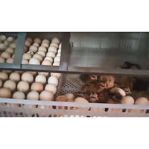 220V automático grande PP PC incubadora de huevos nuevo uso doméstico pollo ganso Emu <span class=keywords><strong>avestruz</strong></span> pato reptil pavo incubadora máquina - Product Image 3