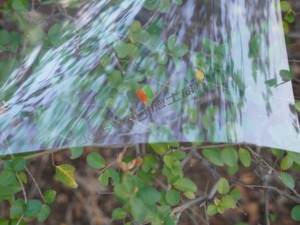 Trong Suốt 100 125 175 Micron Polyester Lụa Màn Hình In Ấn Phim Rõ Ràng Pet Máy In Phun Chất Liệu Cho Tấm Vật Liệu In Ấn - Product Image 6