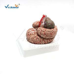 Vic Education : Modèle d'anatomie des artères cérébrales et des nerfs, Neurochirurgie grandeur nature - Product Image 3