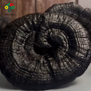 <span class=keywords><strong>2025</strong></span> mới nước hòa tan màu tím Reishi chiết xuất bột UV phương pháp thử nghiệm trống bao bì - Product Image 3