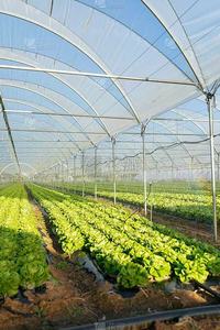 ¿Cuánto Cuesta <span class=keywords><strong>un</strong></span> Invernadero de Tomates por <span class=keywords><strong>Metro</strong></span> <span class=keywords><strong>Cuadrado</strong></span>? - Product Image 2