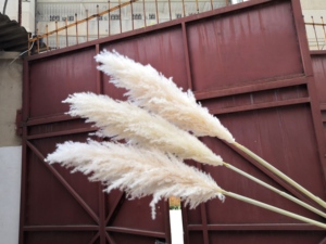 DPG001 Fiori di <span class=keywords><strong>Erba</strong></span> della Pampa Naturale Essiccata all'Ingrosso, <span class=keywords><strong>Erba</strong></span> della Pampa Conservata per Decorazioni Matrimoniali e Domestiche - Product Image 5