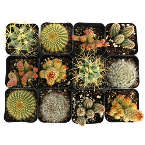 Cactus de Forma Única de Bajo Mantenimiento, Plantas del Desierto Resistentes a la Sequía, Cactus en Maceta Surtidos para Decoración del Hogar y Arreglos DIY - Product Image 6