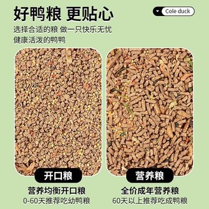 Aliment de démarrage équilibré Crown Asia pour poussins et oisillons avec vers de farine et poisson séché pour oiseaux toutes saisons - Product Image 4