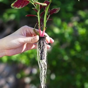 Pot <span class=keywords><strong>de</strong></span> culture hydroponique pour légumes fourni par le jardin, culture sans terre, substrat en <span class=keywords><strong>mousse</strong></span> <span class=keywords><strong>de</strong></span> croissance, bloc <span class=keywords><strong>de</strong></span> bio-carbone, éponge - Product Image 3