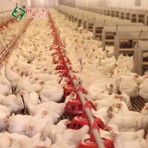 Katmanlı tavuk Broiler tam otomatik komple besleme ve içecek sistemi kanatlı ekipmanları tavuk yetiştiriciliği