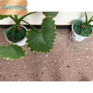 Natural violeta rojo luz púrpura granito pórfido Pórfido Tuff <span class=keywords><strong>piedra</strong></span> losas azulejos hacer frente <span class=keywords><strong>piedra</strong></span> pavimentación pasos tamaños personalizados - Product Image 6