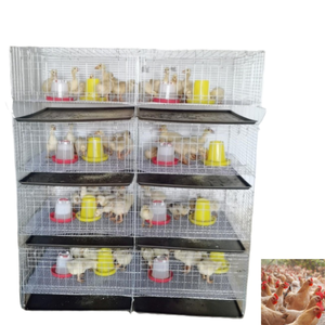 Jaula Automática para Cría de Pollitos con Cinta de Eliminación de Estiércol, Equipo Avícola Galvanizado - Product Image 5